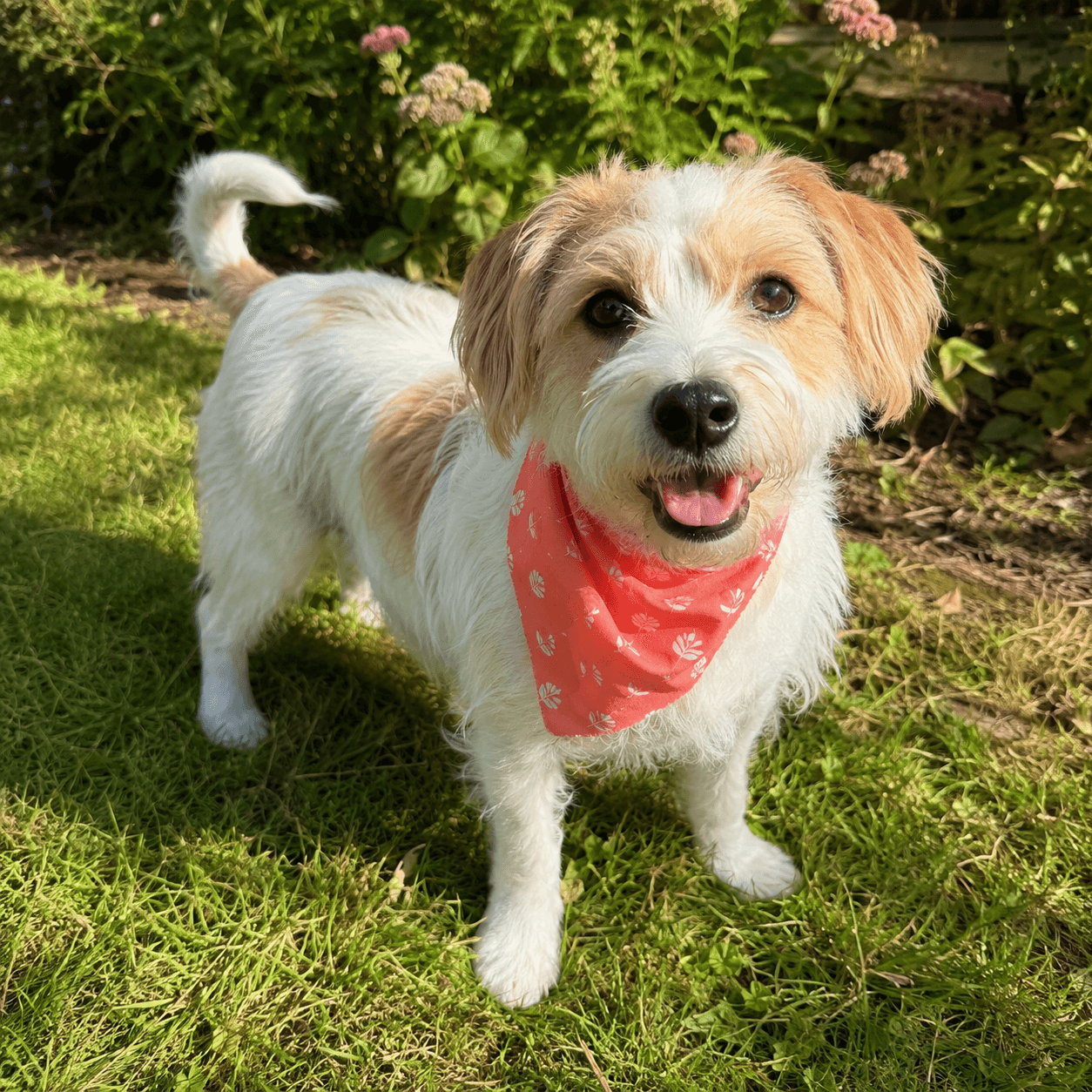 Photorealistic reference for Suki's white-and-tan dog wearing a coral bandana.