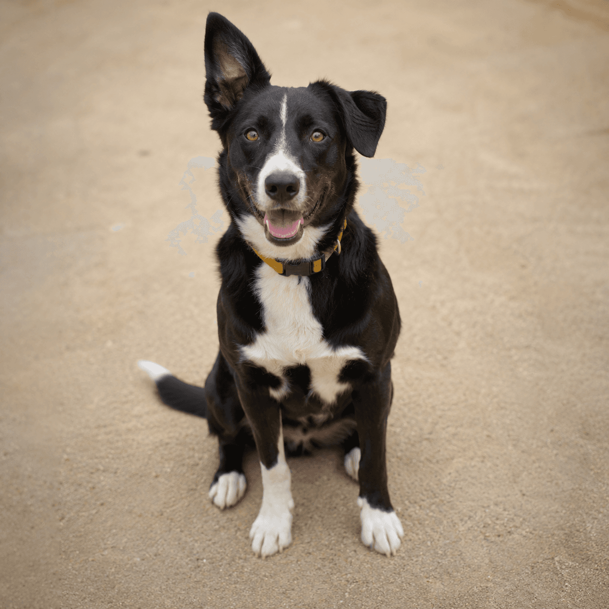 Photorealistic reference for Ada's black-and-white rescue dog.